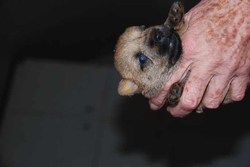 boomer - Norfolk Terrier - Portée née le 06/01/2015